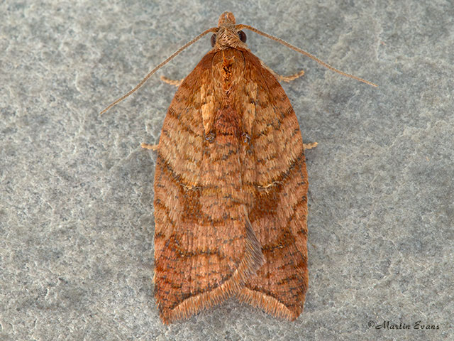  49.079 Acleris shepherdana Copyright Martin Evans 