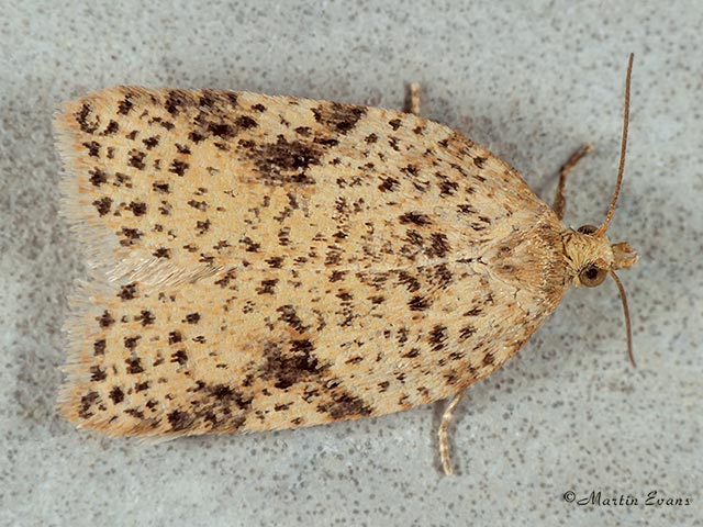  49.083 Acleris ferrugana dotted form Copyright Martin Evans 