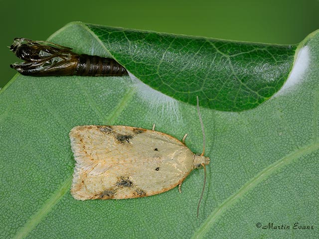  49.083 Acleris ferrugana leaf roll Copyright Martin Evans 