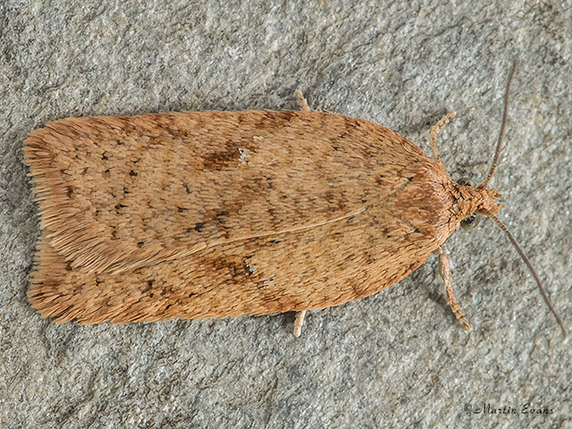  49.084 Acleris notana Copyright Martin Evans 
