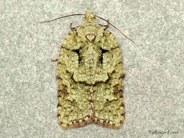  49.087 Acleris literana Copyright Martin Evans 