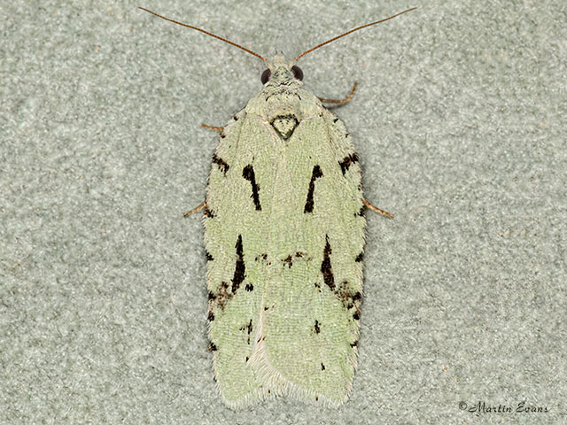  49.087 Acleris literana Copyright Martin Evans 