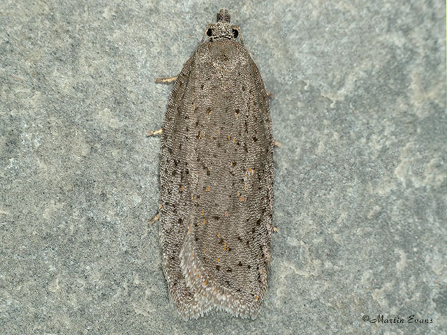  49.088 Acleris lipsiana Copyright Martin Evans 