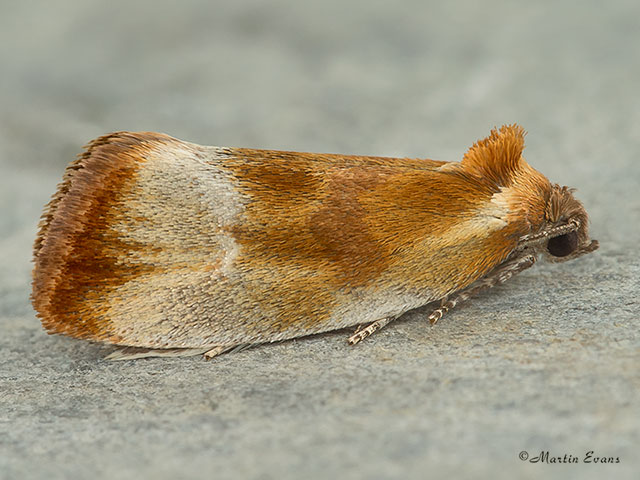  49.090 Eulia ministrana Copyright Martin Evans 