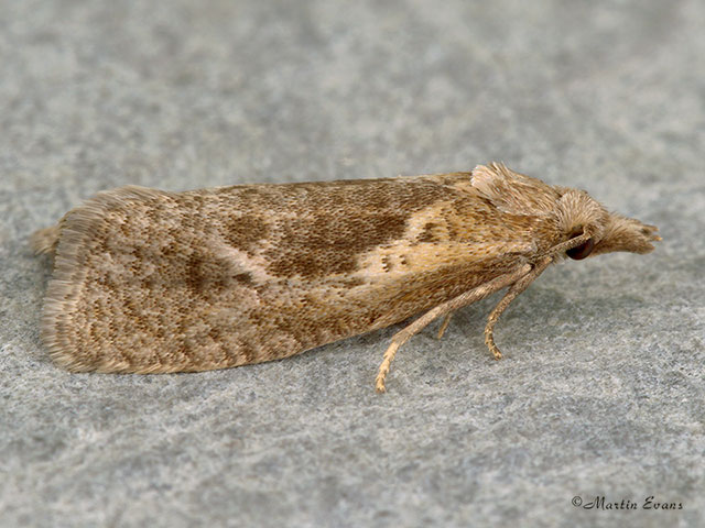  49.092 Phtheochroa inopiana Copyright Martin Evans 