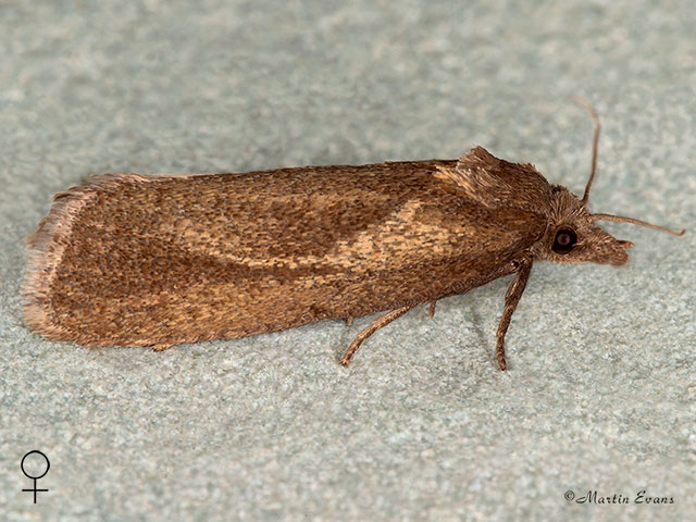  49.092 Phtheochroa inopiana female Copyright Martin Evans 