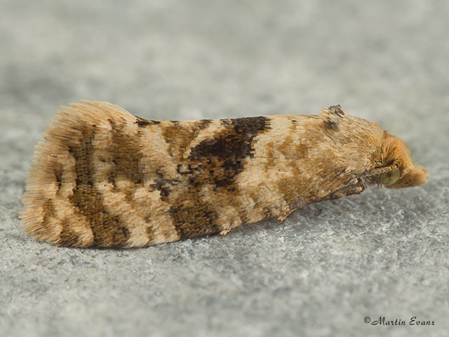  49.101 Phalonidia manniana Copyright Martin Evans 