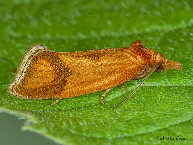  49.110 Agapeta zoegana Copyright Martin Evans 