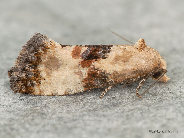  49.111 Eupoecilia angustana Copyright Martin Evans 