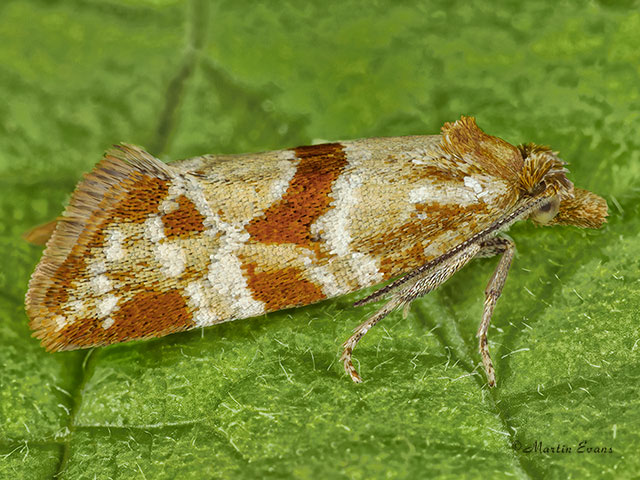  49.114 Aethes hartmanniana Copyright Martin Evans 