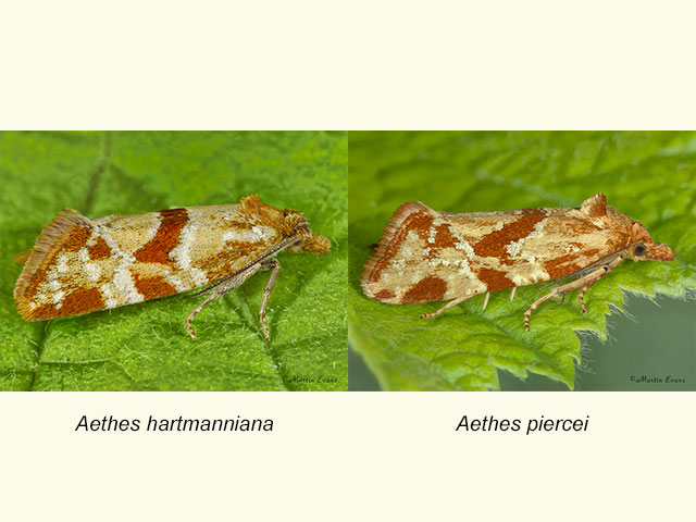  49.114 Aethes hartmanniana and Aethes piercei Copyright Martin Evans 