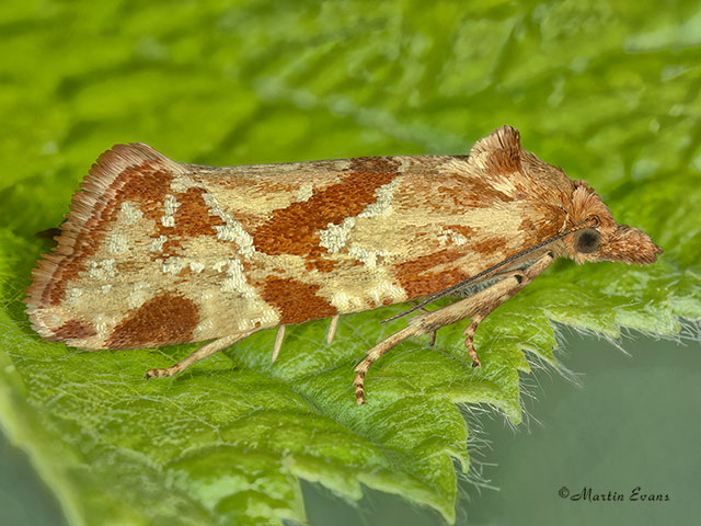  49.115 Aethes piercei Copyright Martin Evans 