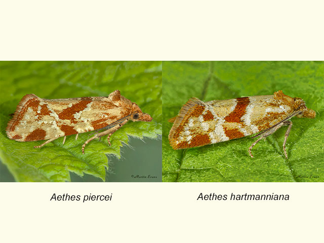  49.115 Aethes piercei and Aethes hartmanniana Copyright Martin Evans 