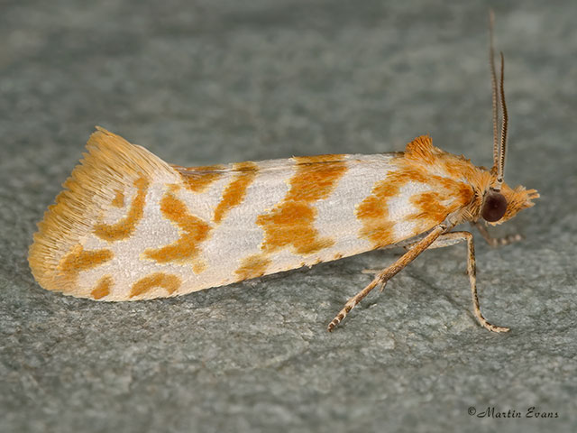  49.118 Aethes margaritana Copyright Martin Evans 