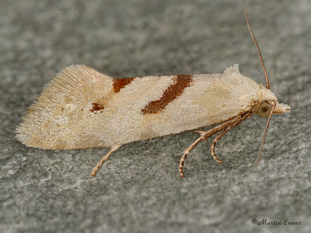 Aethes smeathmanniana