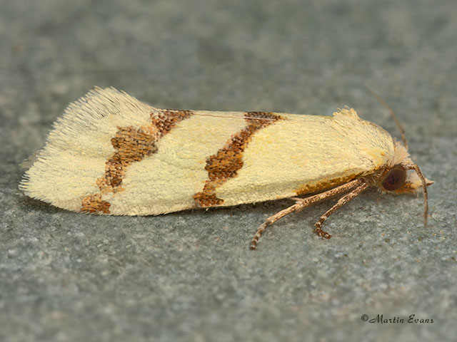  49.123 Aethes beatricella Copyright Martin Evans 