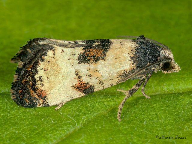  49.137 Neocochylis dubitana Copyright Martin Evans 