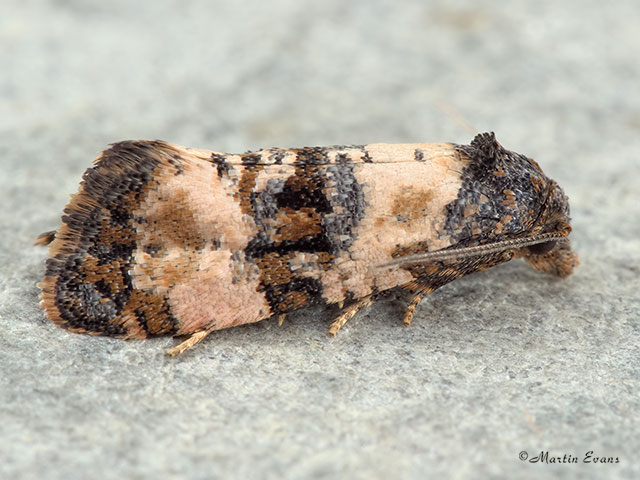  49.139 Cochylichroa atricapitana Copyright Martin Evans 