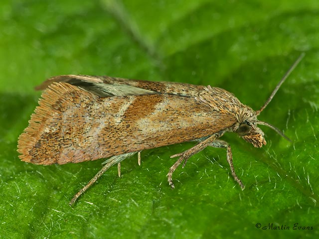  49.142 Falseuncaria ruficiliana Copyright Martin Evans 