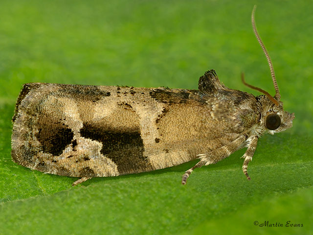  49.143 Eudemis porphyrana Copyright Martin Evans 