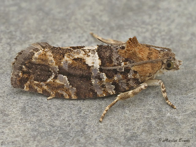 49.144 Eudemis profundana Copyright Martin Evans 