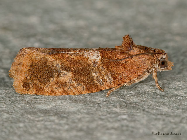  49.144 Eudemis profundana Copyright Martin Evans 