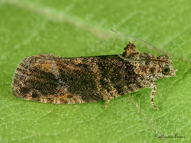  49.144 Eudemis profundana Copyright Martin Evans 