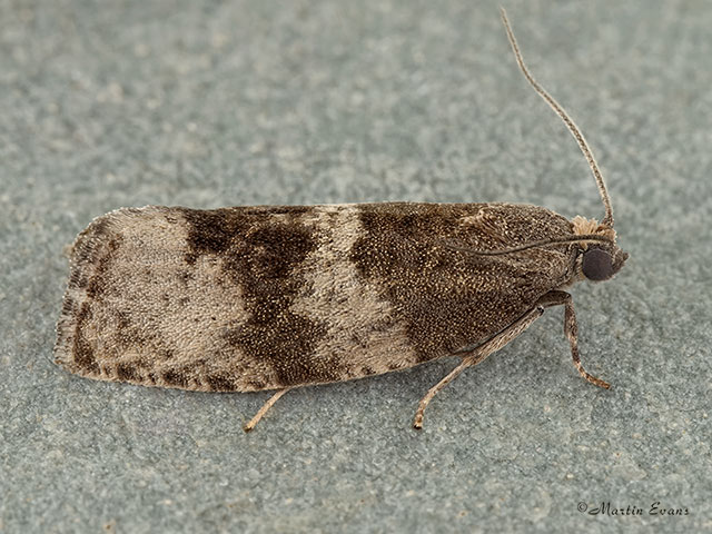  49.145 Pseudosciaphila branderiana Copyright Martin Evans 
