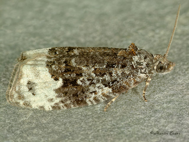  49.151 Apotomis capreana Copyright Martin Evans 
