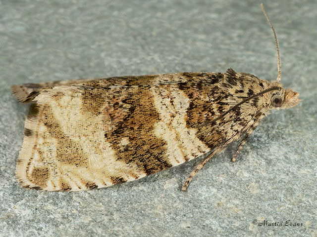  49.154 Orthotaenia undulana Copyright Martin Evans