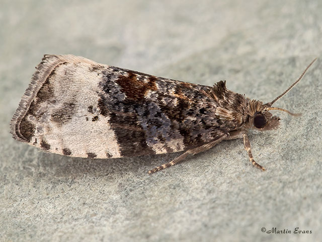  49.157 Hedya pruniana Copyright Martin Evans 