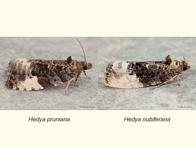  49.157 Hedya pruniana and Hedya nubiferana Copyright Martin Evans 