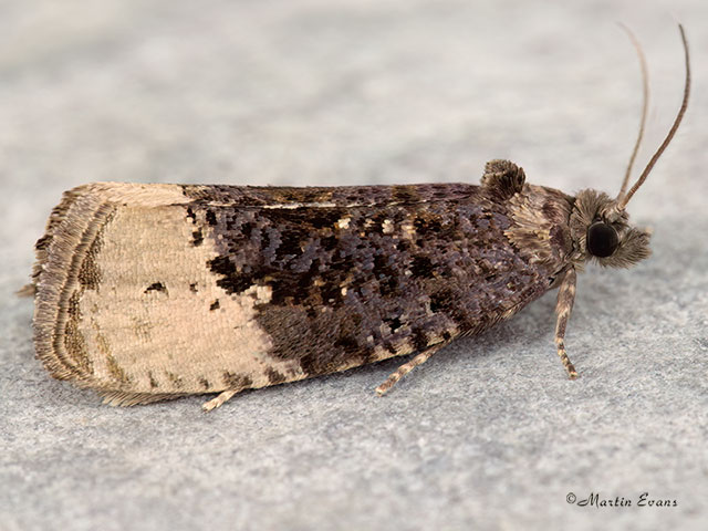  49.158 Hedya ochroleucana Copyright Martin Evans 