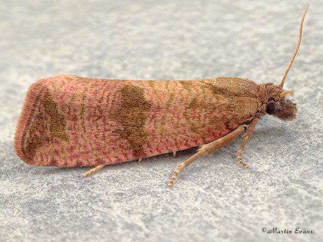  49.161 Celypha striana Copyright Martin Evans 