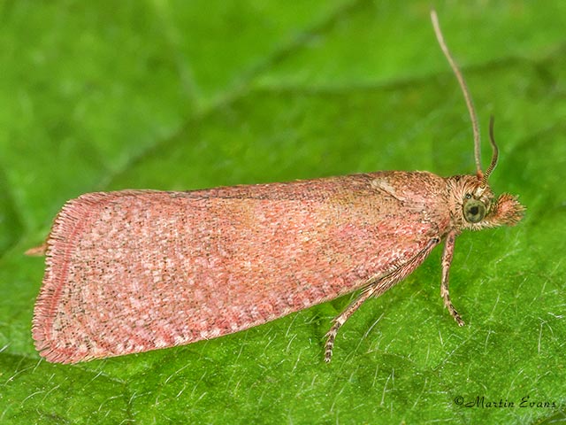  49.162 Celypha rosaceana Copyright Martin Evans 