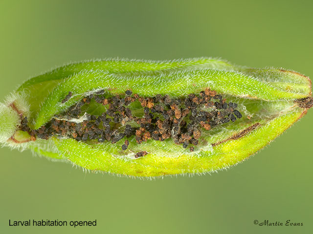  49.166 Celypha lacunana larval habitation opened Copyright Martin Evans 