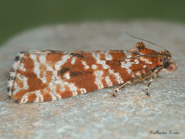  49.172 Phiaris schulziana Copyright Martin Evans 