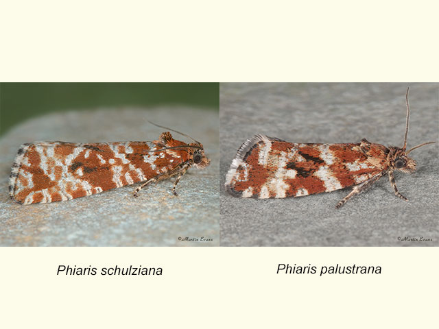  49.172 Phiaris schulziana and Phiaris palustrana Copyright Martin Evans 