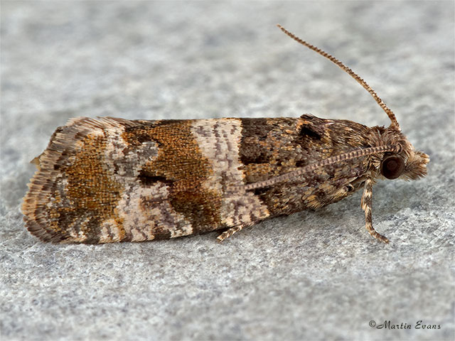  49.183 Lobesia abscisana Copyright Martin Evans 
