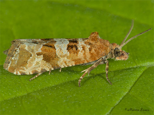  49.185 Lobesia littoralis Copyright Martin Evans 