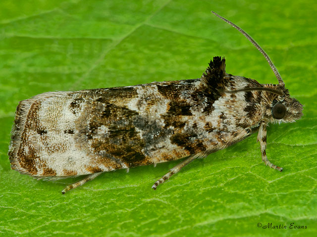  49.186 Endothenia gentianaeana Copyright Martin Evans 