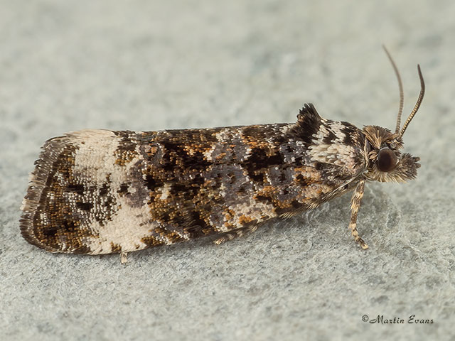  49.188 Endothenia marginana Copyright Martin Evans 