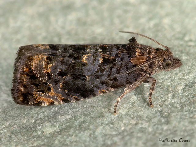  49.190 Endothenia ustulana Copyright Martin Evans 