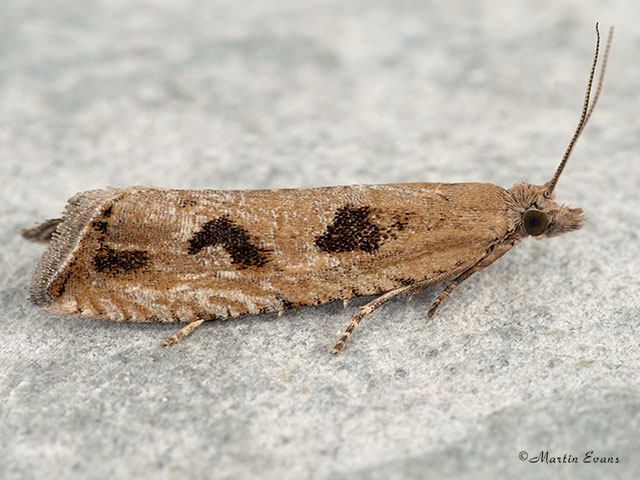  49.194 Bactra lancealana Copyright Martin Evans 