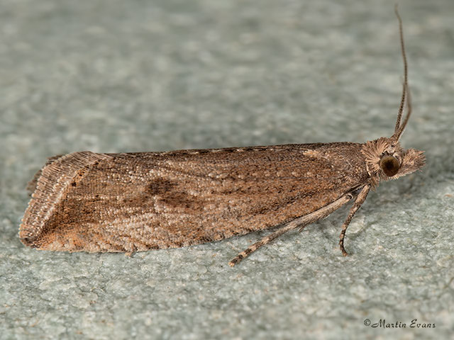  49.194 Bactra lancealana Copyright Martin Evans 