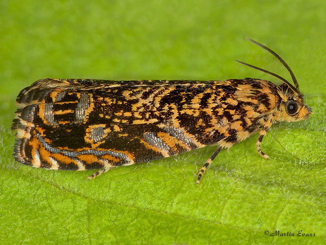  49.200 Enarmonia formosana Copyright Martin Evans 
