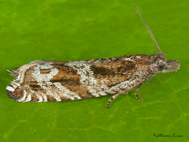  49.201 Ancylis unguicella Copyright Martin Evans 