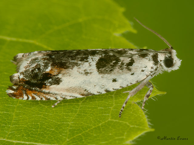  49.203 Ancylis laetana Copyright Martin Evans 