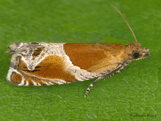  49.204 Ancylis obtusana Copyright Martin Evans 