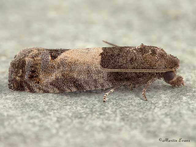  49.224 Spilonota ocellana Copyright Martin Evans 